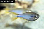 danio dichromatus danio dichromatus