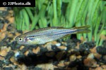 danio dichromatus danio dichromatus