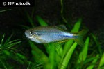 danio dichromatus danio dichromatus