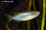 danio dichromatus danio dichromatus