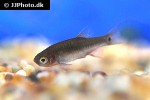 danio erythromicron danio erythromicron