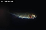 danio erythromicron danio erythromicron