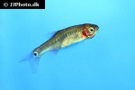 danio erythromicron danio erythromicron