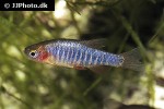 danio erythromicron danio erythromicron
