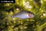 danio erythromicron danio erythromicron