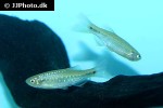 danio feegradei danio feegradei