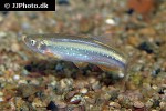 danio feegradei danio feegradei