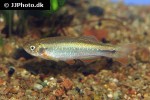 danio feegradei danio feegradei