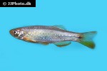 danio feegradei danio feegradei