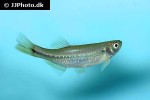 danio feegradei danio feegradei
