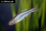 danio feegradei danio feegradei