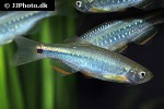 danio feegradei danio feegradei