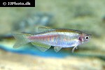 danio flagrans danio flagrans