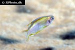 danio flagrans danio flagrans
