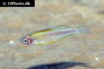 danio flagrans danio flagrans