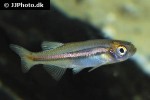 danio jaintianensis danio jaintianensis