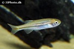 danio jaintianensis danio jaintianensis