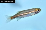 danio jaintianensis danio jaintianensis