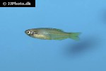 danio kerri danio kerri