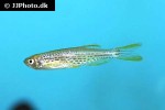 danio kyathit danio kyathit