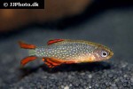 danio margaritatus danio margaritatus