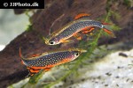 danio margaritatus danio margaritatus