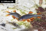 danio margaritatus danio margaritatus