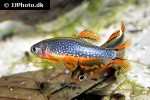 danio margaritatus danio margaritatus