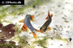 danio margaritatus danio margaritatus
