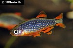 danio margaritatus danio margaritatus