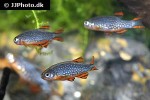 danio margaritatus danio margaritatus