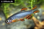 danio margaritatus danio margaritatus
