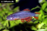 danio margaritatus danio margaritatus