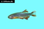 danio margaritatus danio margaritatus