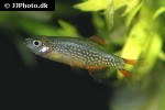 danio margaritatus danio margaritatus