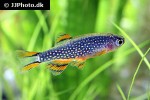 danio margaritatus danio margaritatus