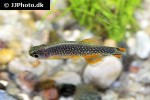 danio margaritatus danio margaritatus