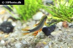 danio margaritatus danio margaritatus