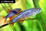 danio margaritatus danio margaritatus