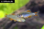 danio margaritatus danio margaritatus