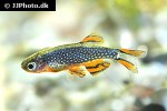 danio margaritatus danio margaritatus