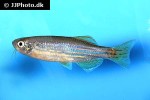 danio meghalayensis danio meghalayensis