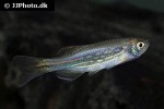 danio meghalayensis danio meghalayensis