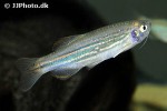 danio meghalayensis danio meghalayensis