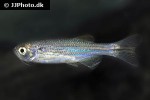 danio meghalayensis danio meghalayensis