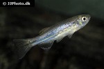 danio meghalayensis danio meghalayensis