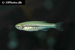 danio nigrofasciatus danio nigrofasciatus
