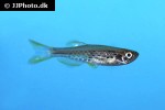 danio nigrofasciatus danio nigrofasciatus