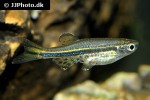 danio nigrofasciatus danio nigrofasciatus