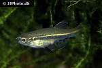 danio nigrofasciatus danio nigrofasciatus